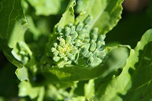 2 Packages of Broccoli Raab (Rapini) Seeds - 200 Seeds Per Package
