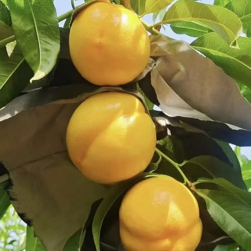 nectarina columnares raros de lecho elevado de jardín resistentes en macetas Cultivo verdes, interior. en maceta con resistentes 5semillas