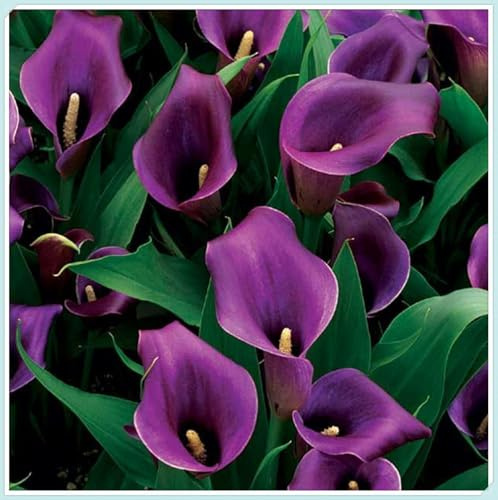 En maceta,Bulbos de Cala-Fácil de cultivar. Otoño o primavera,Excelente para plantar en interiores o exteriores.-4 bulbos