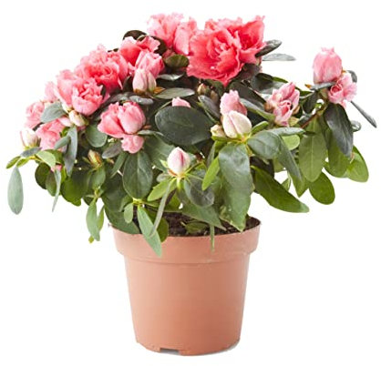 Azalea Natural Planta de Exterior Fácil de Mantener