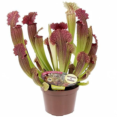 Sarracenia Natural la Increíble Planta Carnívora - Eficaz Cazadora de Insectos