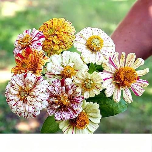 Zinnia Dahlia 'Peppermint Stick' Mix - 150 Seeds (Zinnia elegans) + Freebie + Plant tag