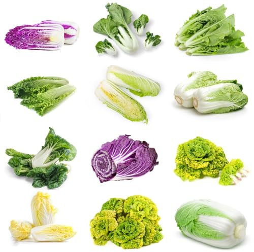 Semi di cavolo cinese - verdi Semi di Pak Choi - semi di resistenti per il giardino da giardino roccioso vecchie varietà 200pcs