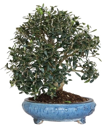 KENTIS - Bonsai di Olivo - Olea Europaea - Piante Vere da Esterno da Frutto - Vaso in Ceramica - H 50-60 cm Vaso Ø 35 cm