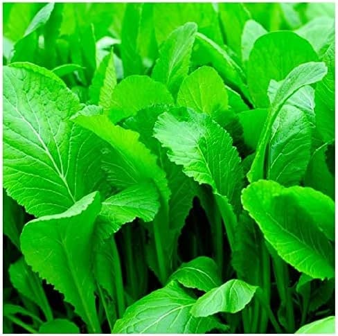 Florida Broadleaf Mustard Greens | Fast Growing | Heat and Cold Tolerant | Non-GMO | Heirloom Garden Seed - Cải bẹ xanh - Small GAI Choi (1,000 Seeds)