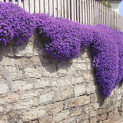 Welldales 50 Cascading Rock Cress Seeds Purple Creeping Thyme Evergreen Perennial Ground Cover