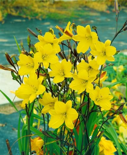 Hemerocallis 'Corky' 11x11 cm Topf – Winterhart, Mehrjährig, Pflegeleicht – Taglilie – Staude für Beet & Rabatte