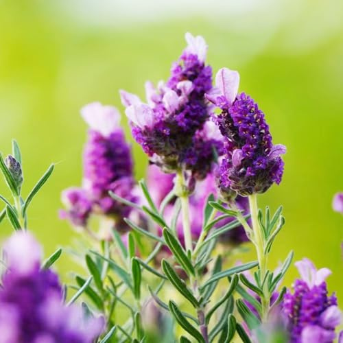 semi di lavanda biologicidi giardino resistenti balcone Decorazioni 1200pcs