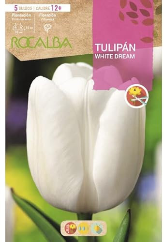 Tulipan White Dream Blancco Puro, Blister 5 Bulbos Calibre 12+