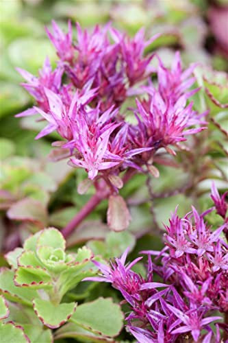 Sedum spurium 'Purpurteppich' 9 cm Topf – Winterhart, Mehrjährig, Pflegeleicht – Purpur-Fetthenne – Bodendecker für Garten & Steingarten