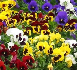 PREMIER SEEDS DIRECT - Pansy Seeds - Giant Swiss Mixed (13,000 Seeds)
