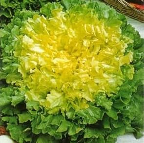 800 Semi di Indivia Scarola Bionda a Cuore Pieno, Cichorium Endivia, Cespo Rotondo, Foglia Frastagliata, per Orto e Coltivazione in Vaso da Balcone