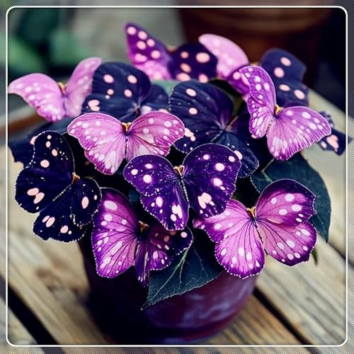 Funkie 'Moonlight Butterfly' – Wurzelnacktverkauf – Sortenvielfalt – Überraschendes Wachstum-4 Hostas-F