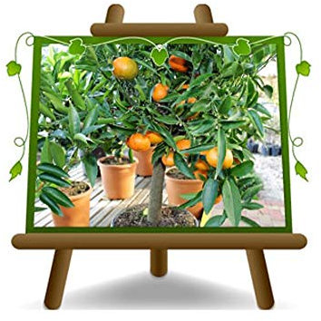 Clementina Cítricos - Citrus Clementina - Planta frutal en maceta 22 - árbol max 70 cm - Cultivo Italia