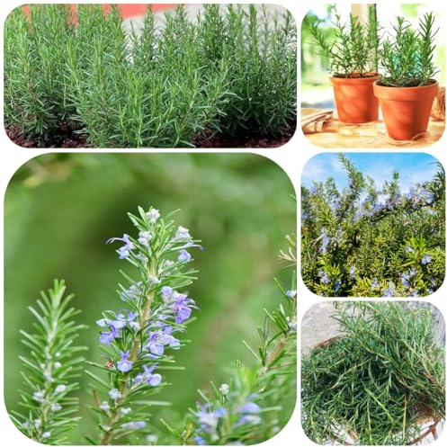 semillas de romero perenne, perennes resistentes de cocina medicinales Balcón con parterre variedades antiguas exóticas raras silvestres 500pcs