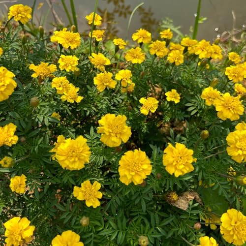 Semillas de caléndula - Tagetes patula - raras semillas de exóticas 200pcs
