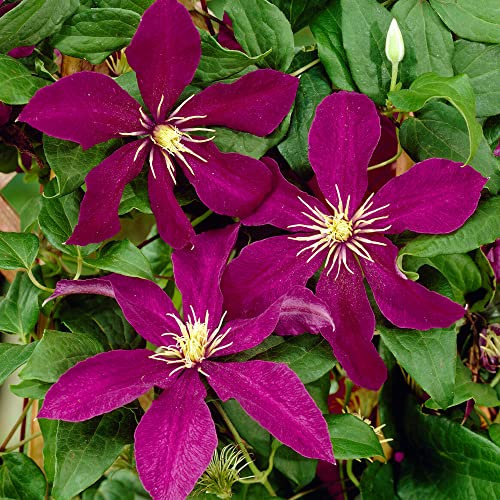 Clematis Niobe Climbing Plant | Outdoor Deciduous Perennial Garden Plants | Climbers for Border, Obelisk, Trellis, Patio - 9cm Pot
