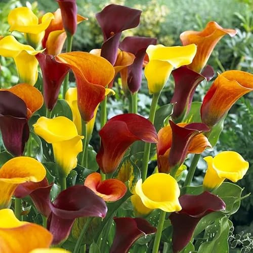 Votaniki Fire Calla Lily Mix Bulbs - Perennial, Long Lasting Bloom, Fire Calla Lily Bulbs for Planting | Bold, Bright Blooms, Easy-to-Grow, Low Maintenance Flower (3 Pack)