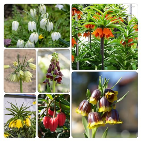 tablero de ajedrez, fritilaria - Cubresuelos resistentes Cultivar jardín en un balcón jardín primavera Decoración 16bulbos
