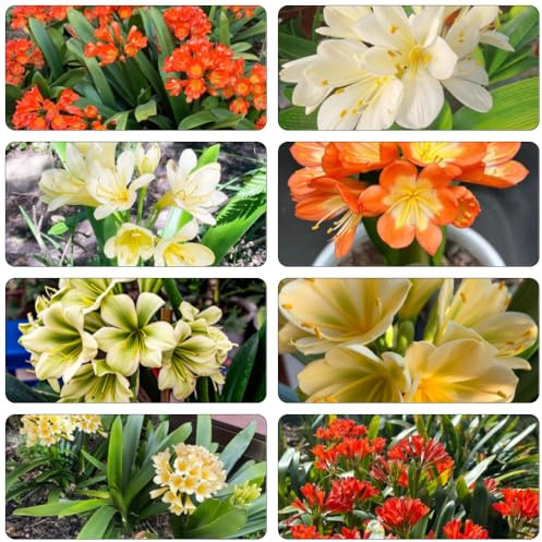 Clivia - balcón resistentes de jardín balcón semillas jardín decorativa reverdecimiento tejados semillas silvestres 30pcs