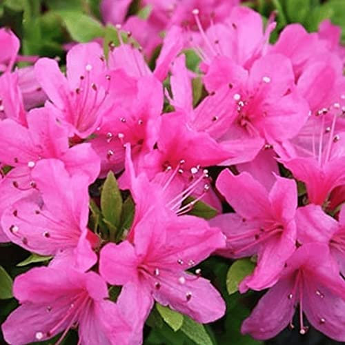 Azalea Geisha Pink Plant | Spring Flowering Outdoor Garden Shrub Potted | Hardy Evergreen Plant for Bedding, Borders, Containers, Pots - 1L Pot