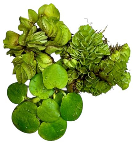 Schwimmpflanzen Set – Salvinia auriculata, Limnobium laevigatum, Salvinia minima – Miniteich, Teich und Aquarium