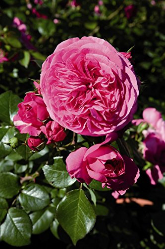 Edelrose Baronesse im 5 Liter Rosentopf