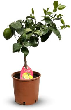 Attitude Jardin - Citronnier Limon - citrus limon - agrume méditerranéen - arbre fruitier - 50-60 cm - ⌀ 20 cm