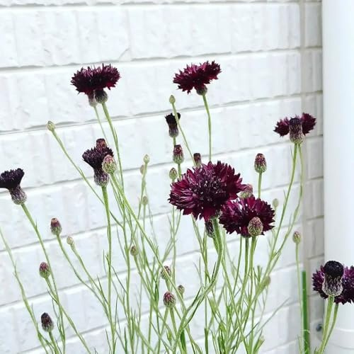Semi di fiordaliso, semi di Centaurea ciano, regali sostenibili semi di campo 50pcs