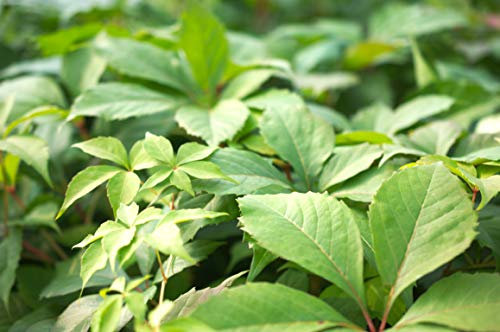 Vigne Vierge Murorum Godet