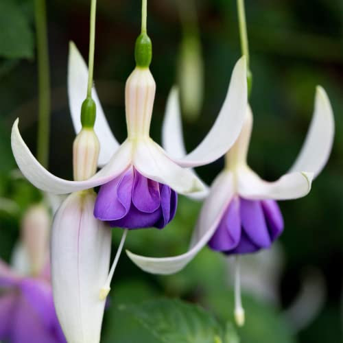 Fuchsia Deltas Sarah | Colourful Outdoor Garden Ready Hardy Shrubs Plants | 20-30cm Potted
