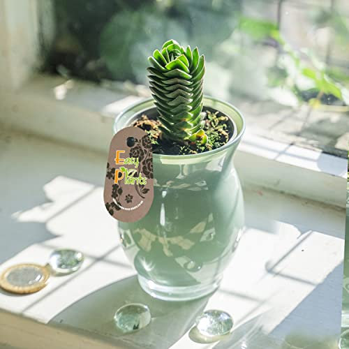Unusual Crassula Buddha's Temple Succulent House Plant in 6cm Jade Colour Glass Pot Office