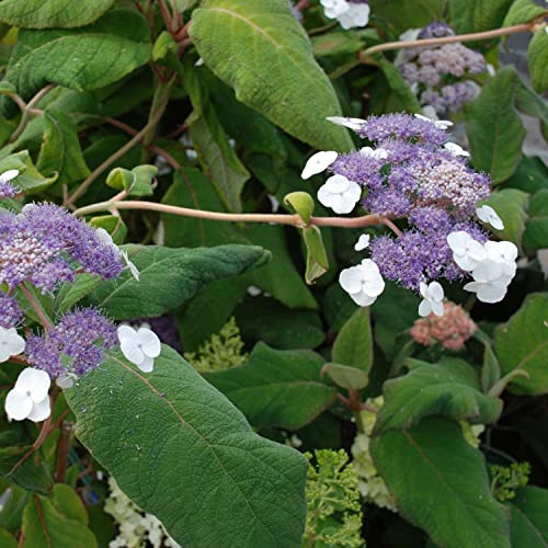Samthortensie 'Macrophylla' - Gartenhortensie - Top Qualität von Garten Schlüter (30-40 cm)