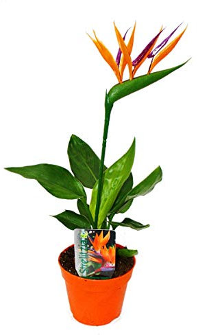Exotenherz - Strelitzie - Paradiesvogelblume - 12cm Topf - mit KÜNSTLICHER Blüte