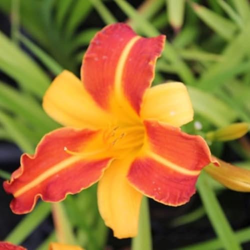 6x Lis d’un jour 'Frans Hals' – Hemerocallis 'Frans Hals' – Godet 9x9cm | Bicolore jaune et rouge, floraison estivale