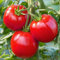 PlantiCo Pomodoro nano Bohun 1g Semi di pomodoro Semi di ortaggi robusti Semi di ortaggi Semi di coltivazione Semi di ortaggi da serra Orto