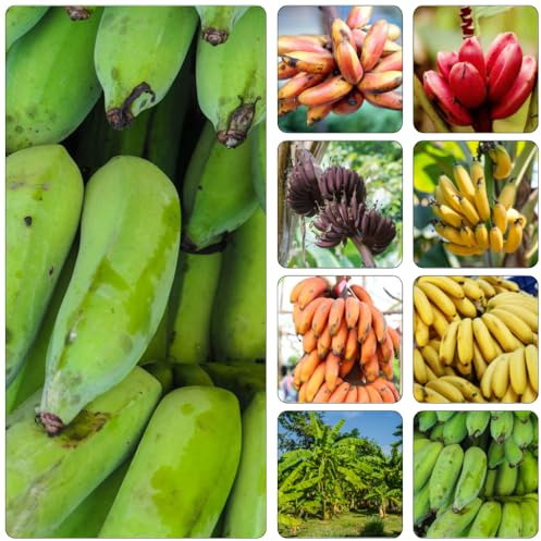 semi di banana Letti elevati per giardino colonnari acquistare bonsái semi di banana resistente banana espaldera organico bonsái 100pcs
