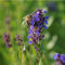 Blumixx Stauden Hyssopus officinalis - Apotheker-Ysop, im 0,5 Liter Topf, violett blühend