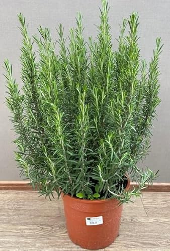 Pianta di rosmarino su vaso cm 24 altezza cm 60
