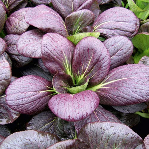 Organic Red Lady Pak Choi Vegetable Seeds - Approx. 400 Seeds - Baby Leaf Salad or Stir Fry