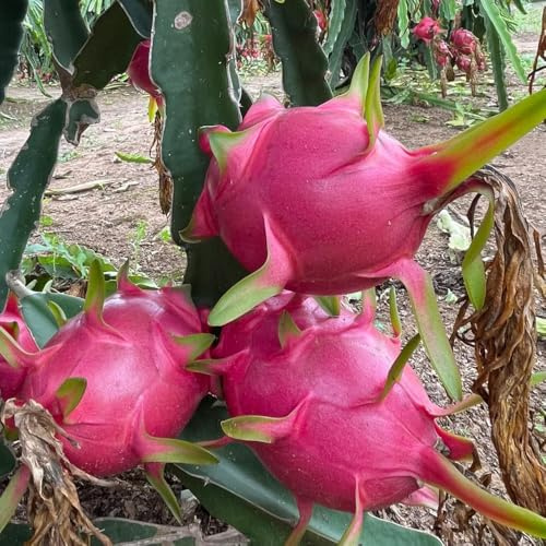 Semillas de pitahaya, semilla de fruta columnar resistente Hylocereus undatus, Las de jardín de rocas son resistentes decoración de jardín 400pcs