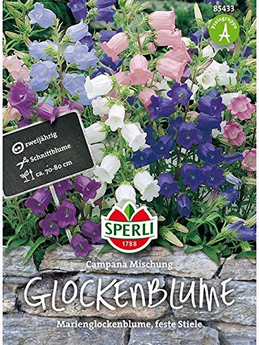 Glockenblumen Campanula medium SPERLING`s Campana Mischung