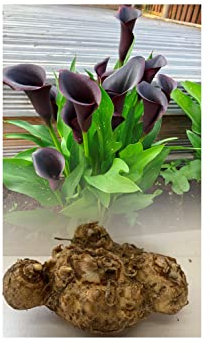 5 Zantedeschia Black Star (Arum) Lily Bulbs/Rhizomes Almost Black Summer Flowering Perennial : - by GARTHWAITE NURSERIES® : - UK Stockist
