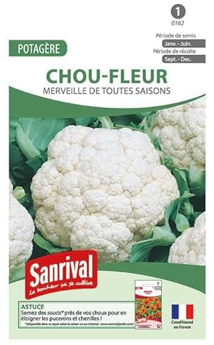 Graines Chou Fleur Toutes Saisons