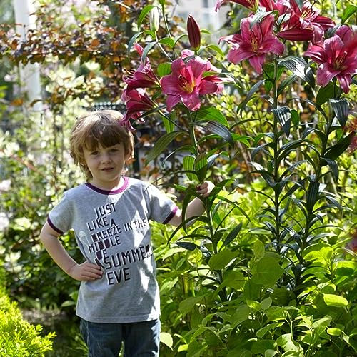 Lys Géants Purple Prince (3 pièces), Bulbes de Fleurs Hivernaux des Pays-Bas pour le Jardin (gros bulbes, pas de graines, non artificiels) (Purple Prince)