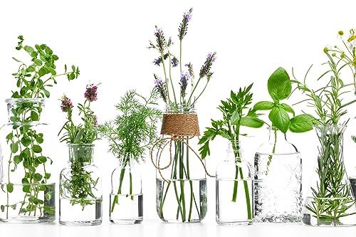 Queence | Küchen Spritzschutz Kräuter in Gläsern 80x60x0,3 cm | Küchenrückwand | Alu-DiBond | Fliesenschutz für den Herd und Spüle | Küchenfliesen | Fliesenspiegel | Rückwand