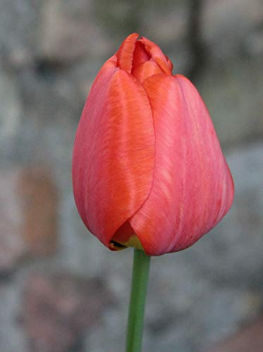 100 Tulpenzwiebeln Van Eijk Tulpen Blumenzwiebeln