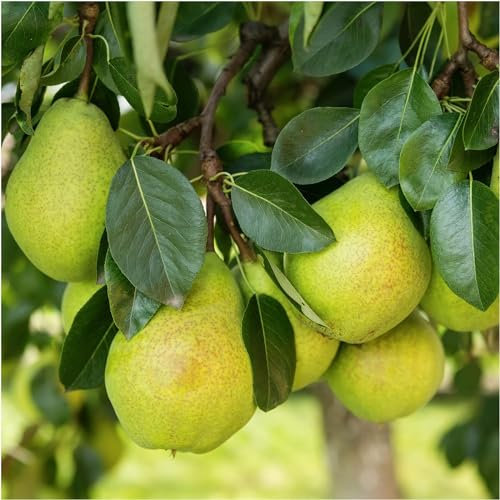 Williams' Bon Chrétien PearTree 4-5ft Bare Root, Ready to Fruit, Old English Dessert Pear 3fatpigs®