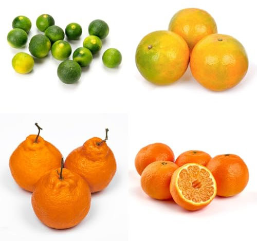 orangenbaum samen, mandarinenbaum bonsai baum, balkonpflanzen winterhart orangen baum samen frisches obst, bäume garten winterhart pflanzen anzucht, säulenobstbäume seltene pflanzen, 200pcs