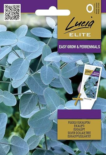 Lucia Elite | Eucalipto argentato Sementi di fiori | Pianta perenne foglie blu-argento | Per giardino e vaso | Pianta sempreverde | 1 bustina
